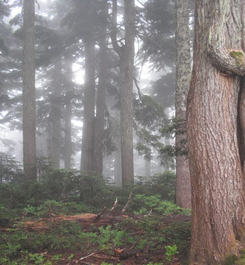 trees